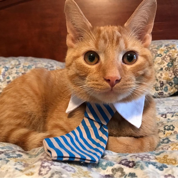 Pet summer tie