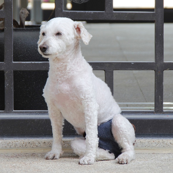 Pet Velcro Physiological Pants